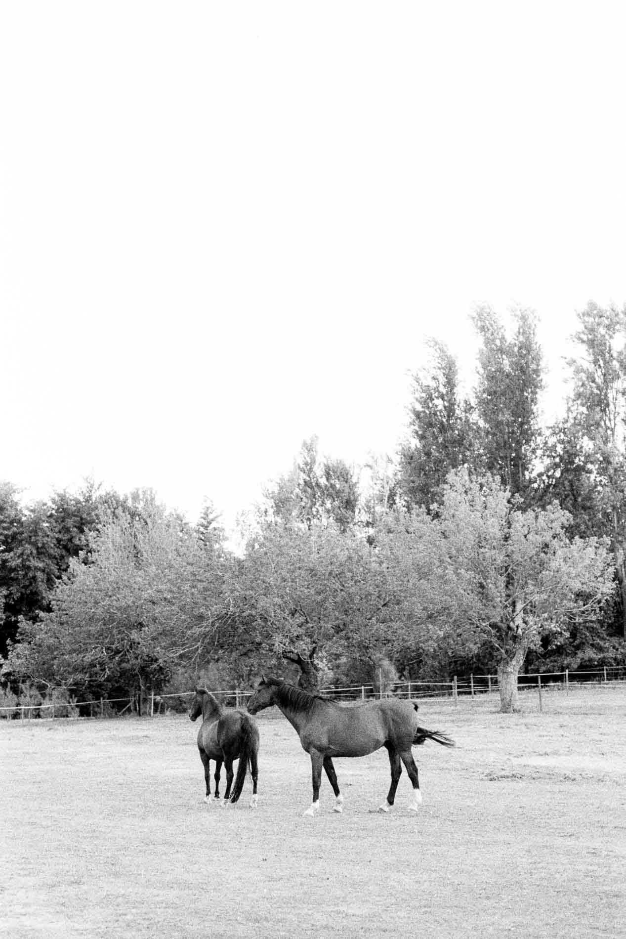 domaine de larchey chevaux