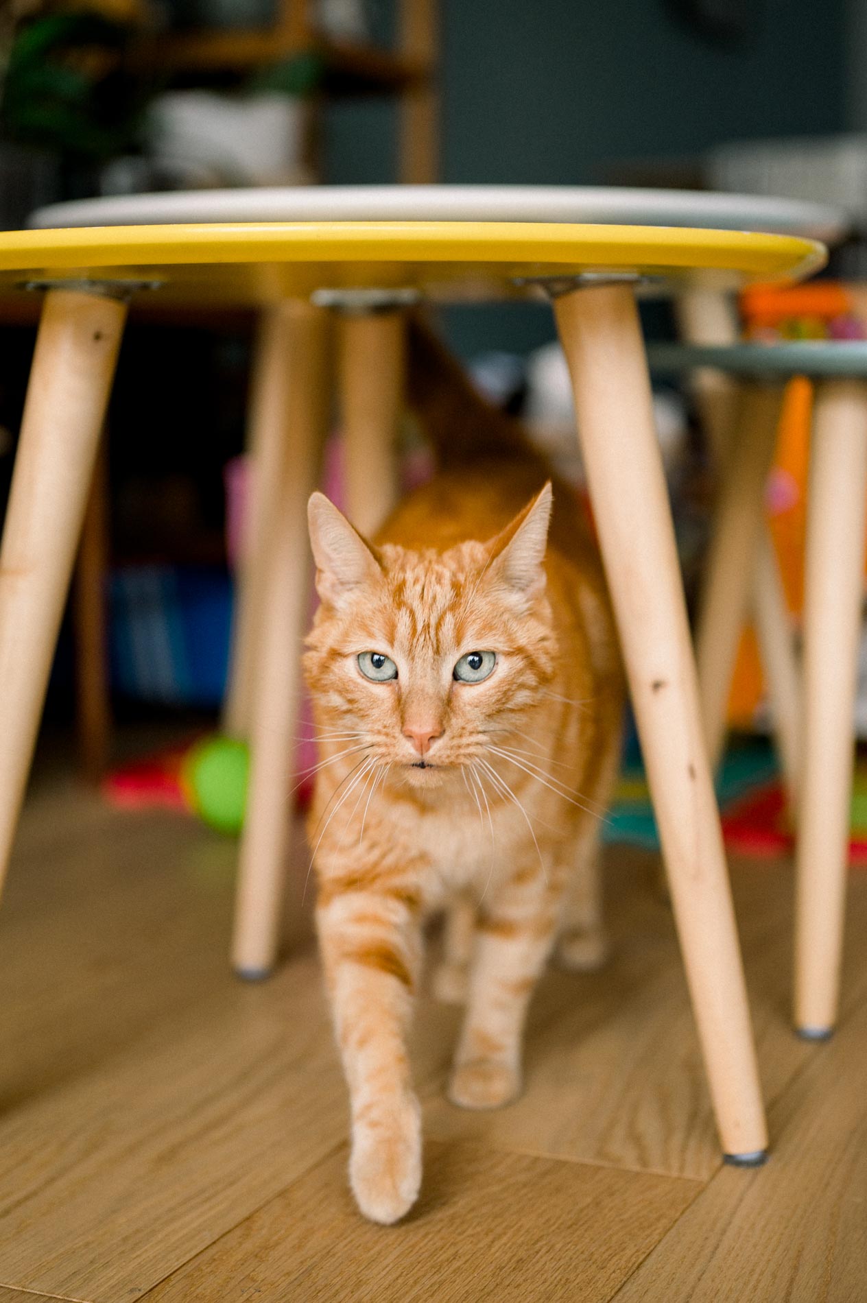 chat tigré
