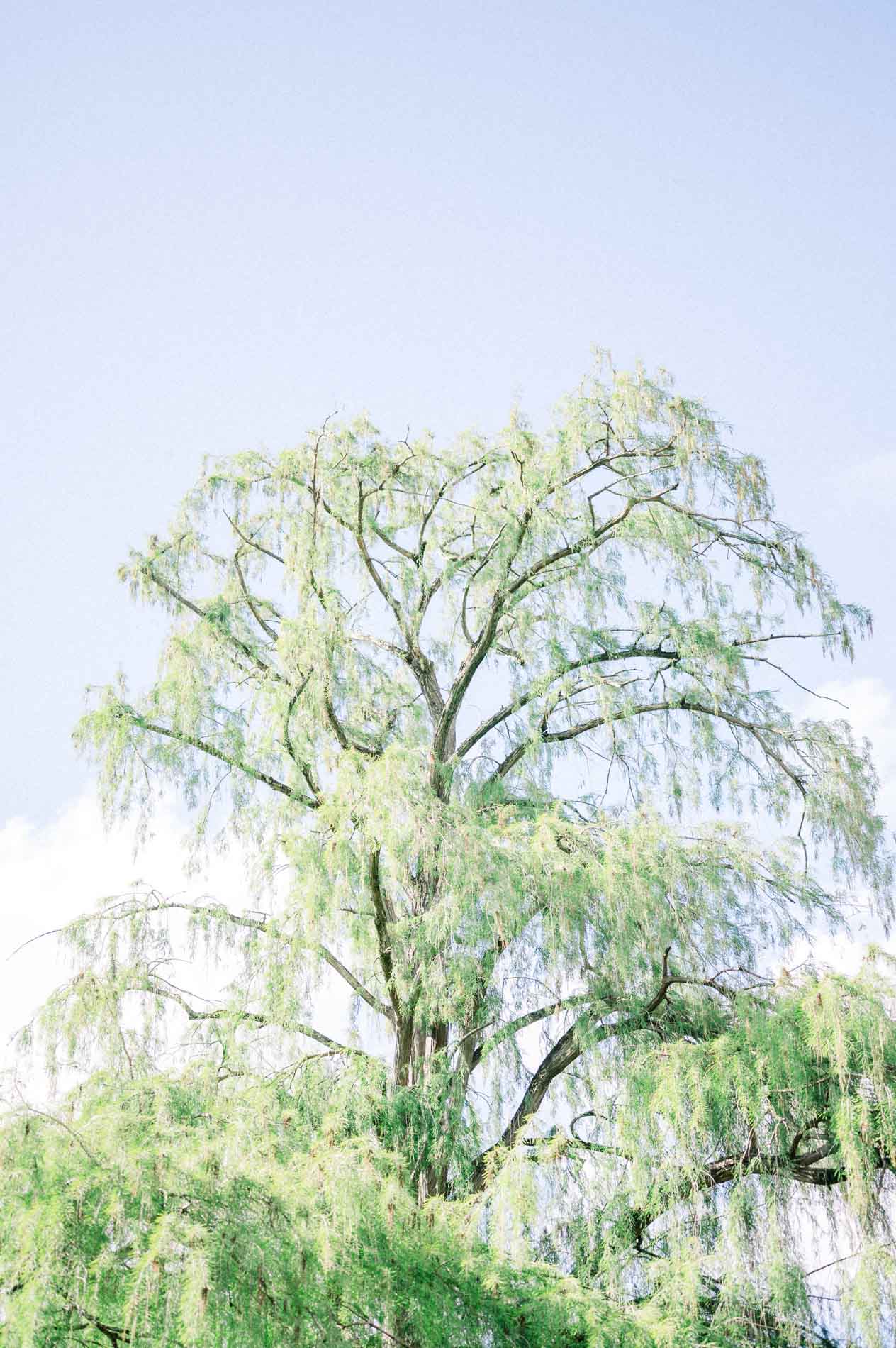 arbre Parc Bordelais