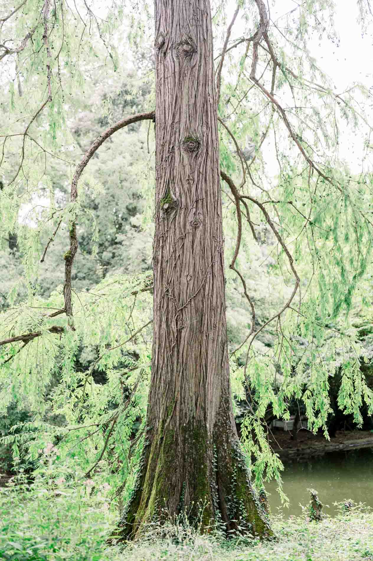 arbre jardin public bordeaux