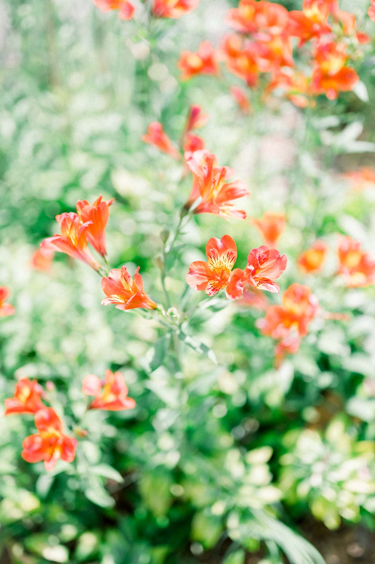 fleurs bordeaux