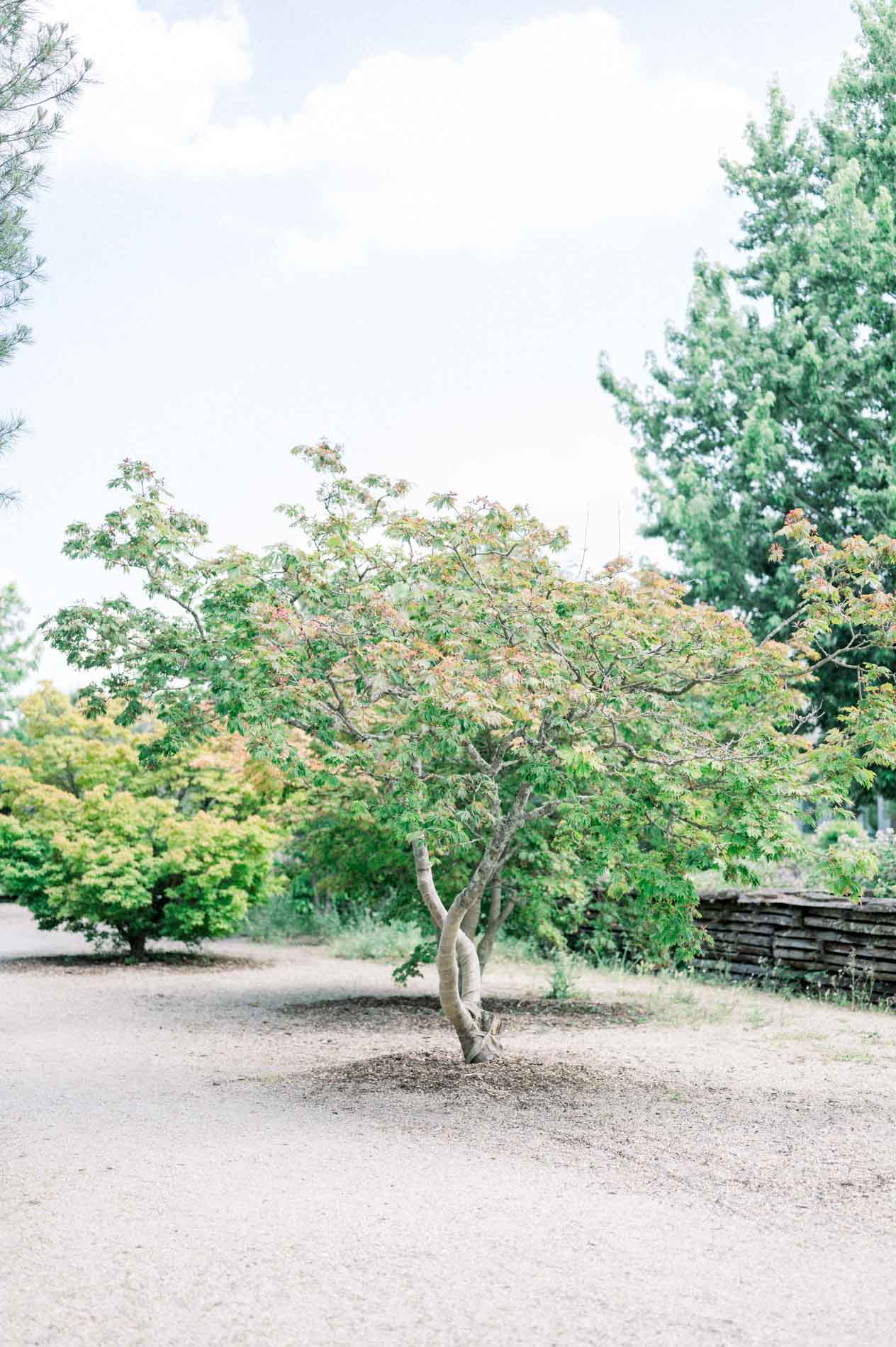 arbre jardin botanique