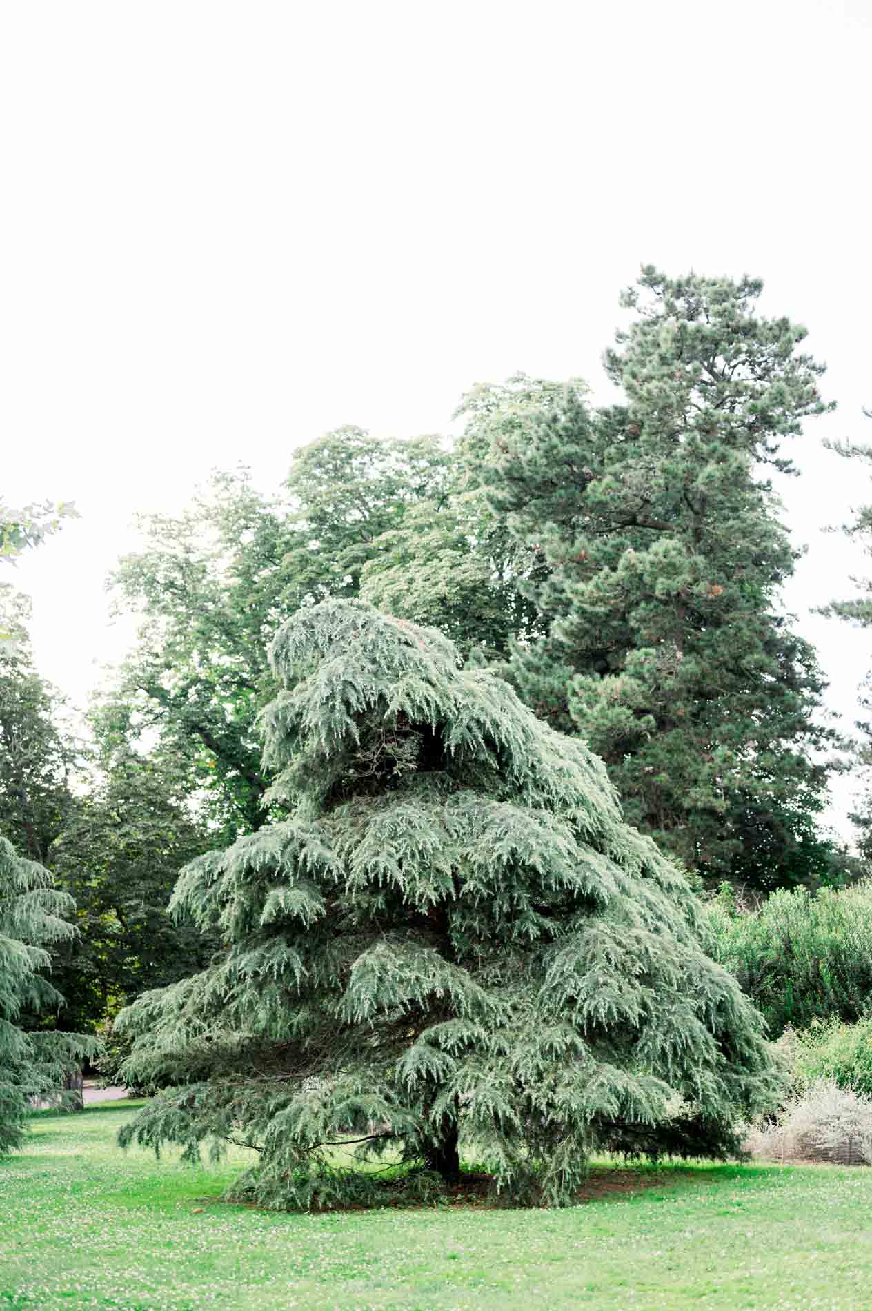 arbre parc bordelais