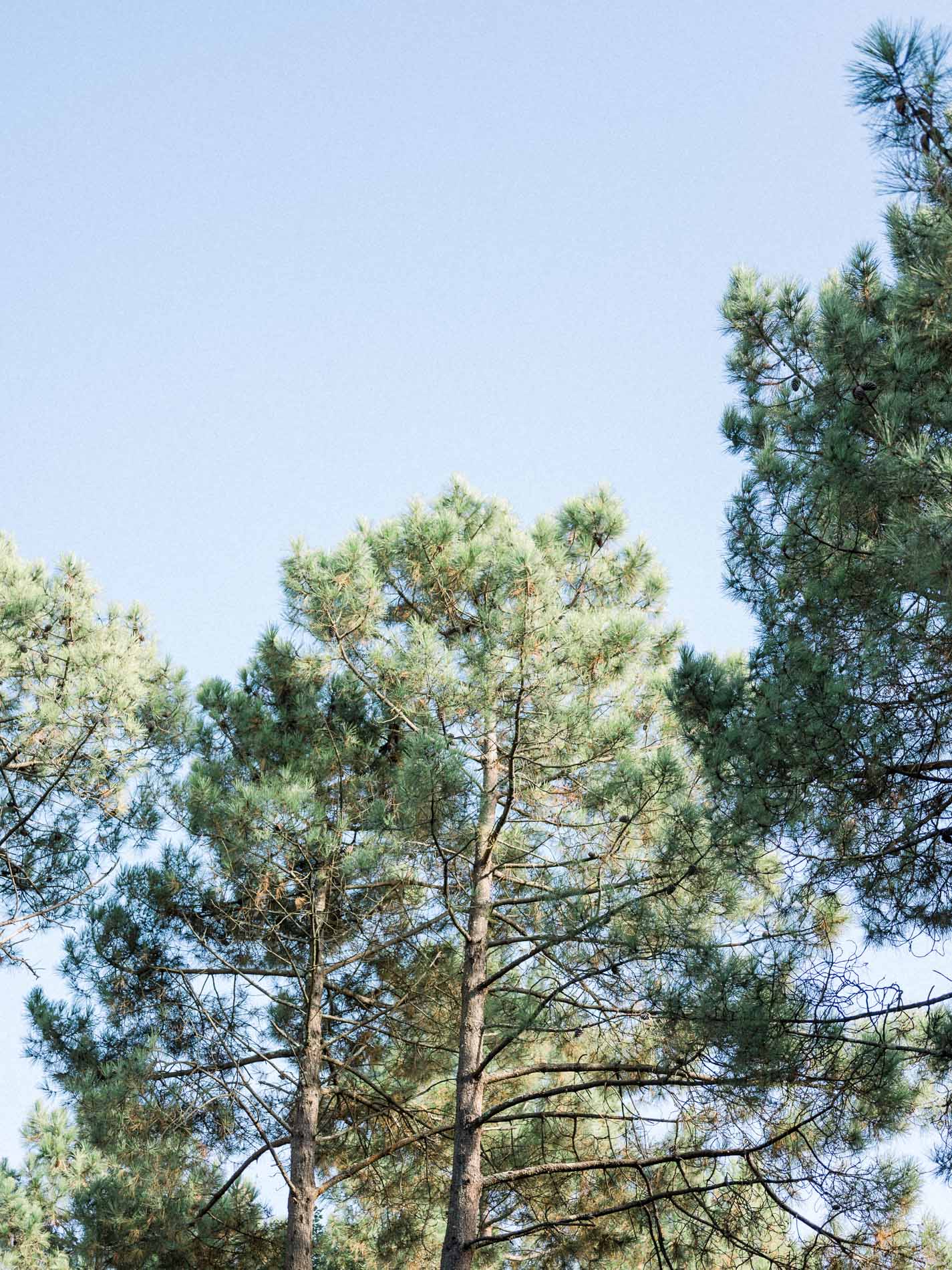 les pins de la dune du pilat