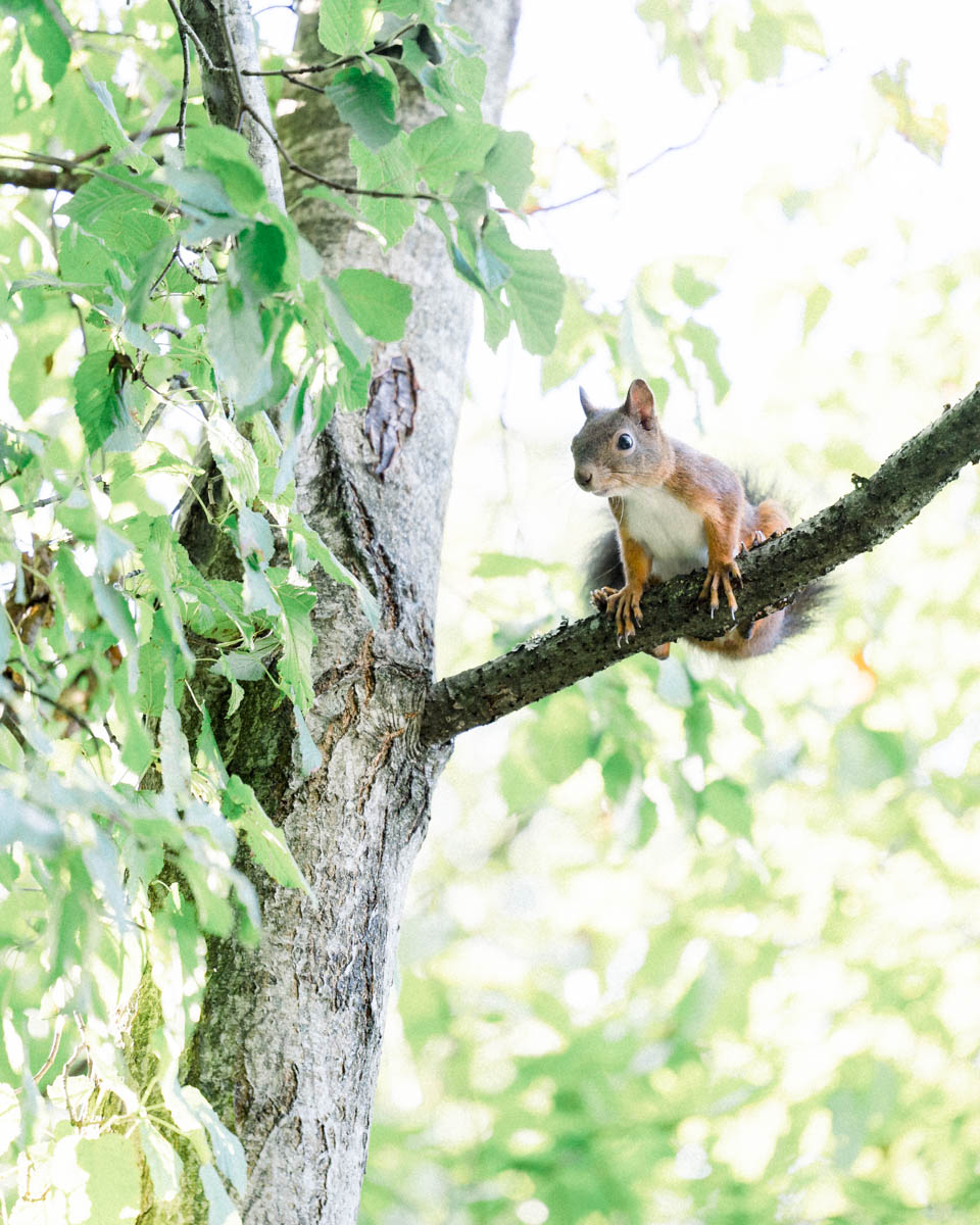 écureuil sur une branche dans un arbre