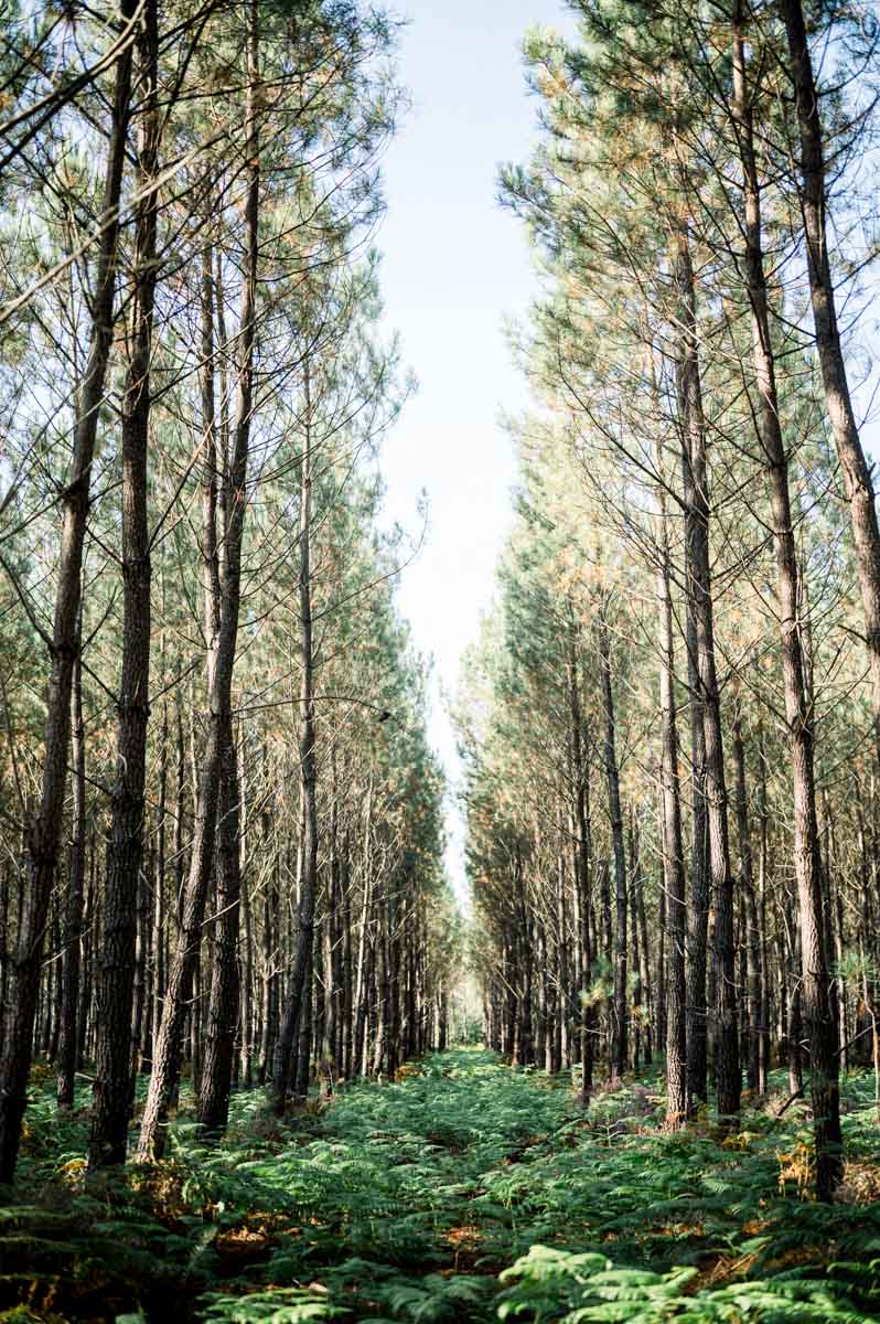 forêt de balizac