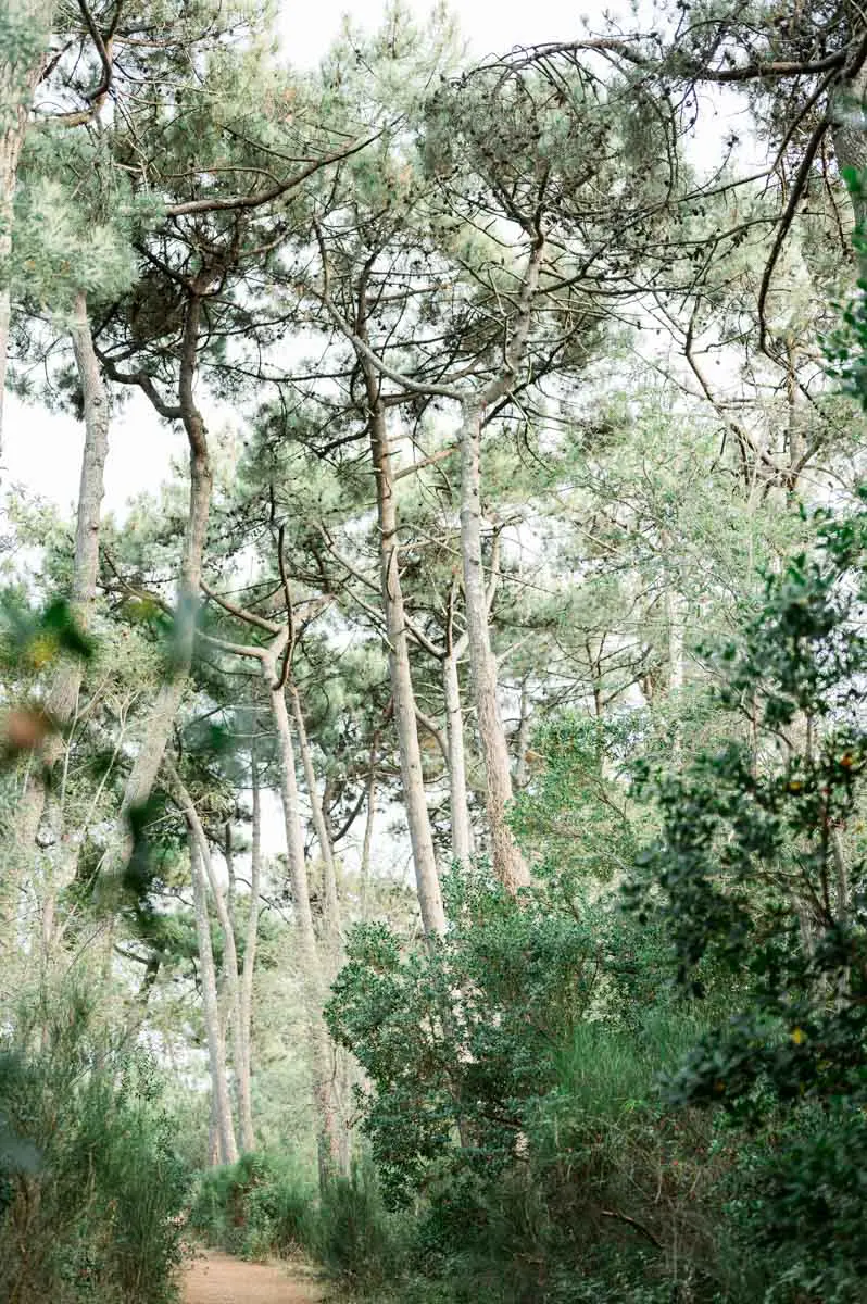 pins au bassin d'Arcachon