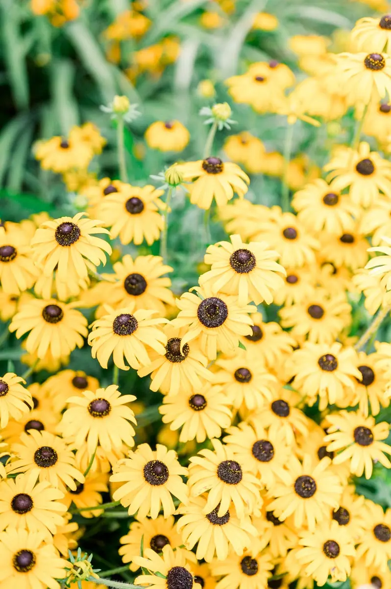 fleurs jaunes