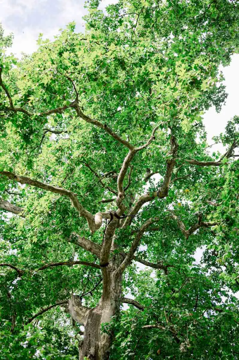 arbre au Parc Bordelais