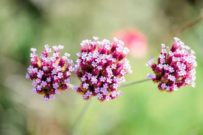 fleurs