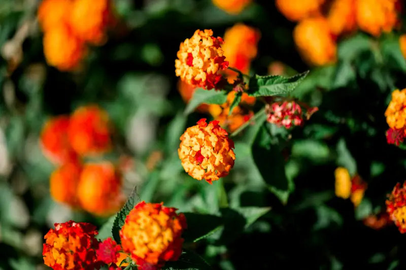 fleurs parc Château Pape Clément