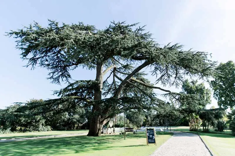 Cèdre du Liban Château Pape Clément