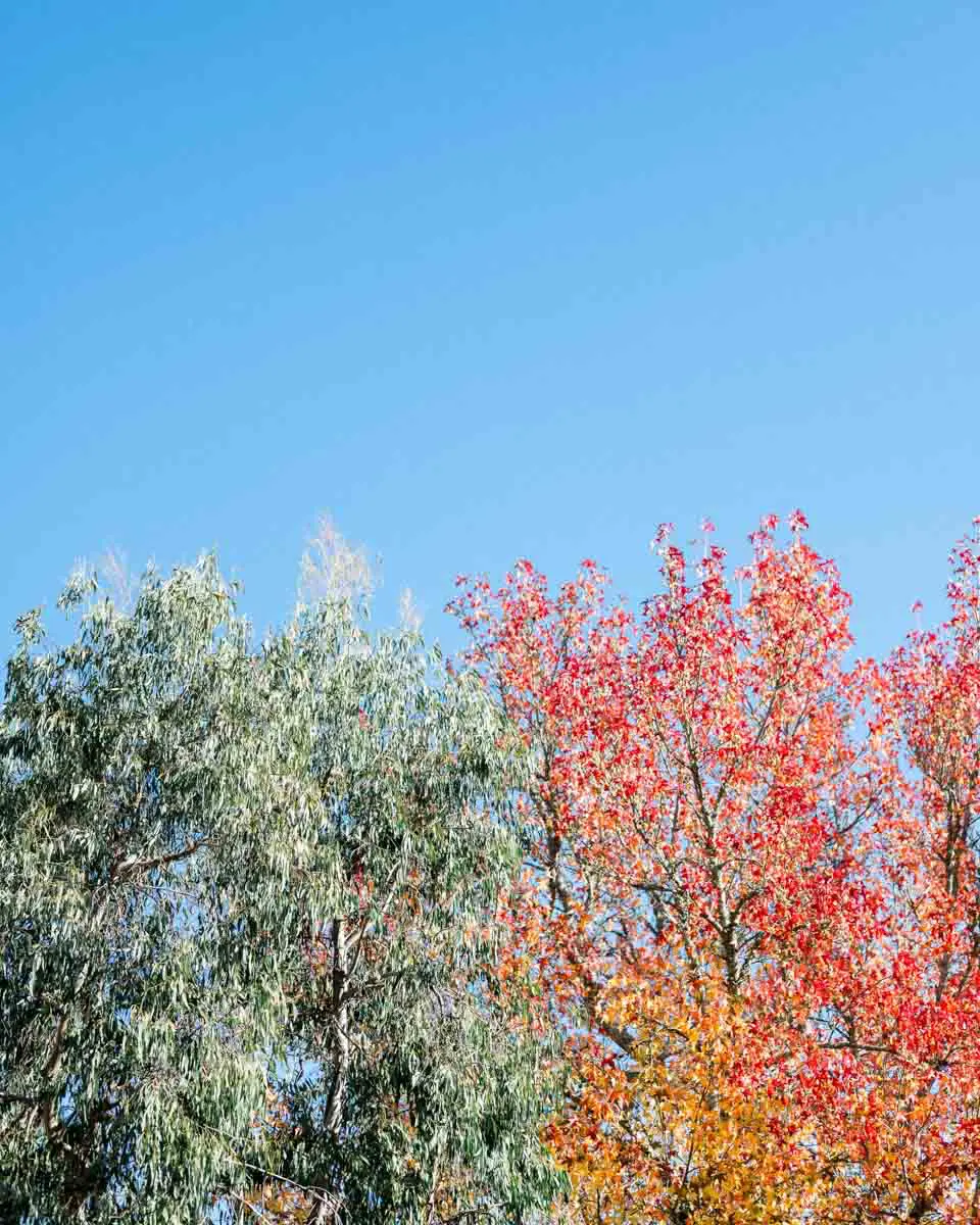 arbres automne gironde