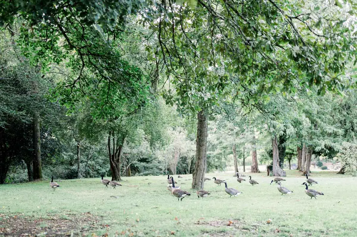 oies et canards au parc majolan