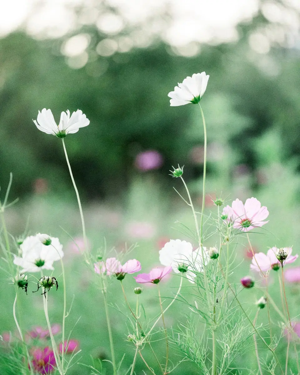 fleurs au parc majolan