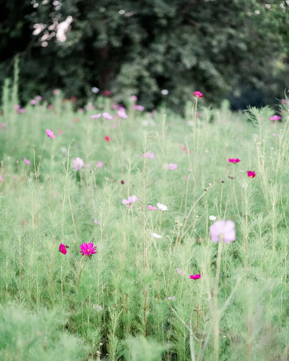 fleurs au parc majolan