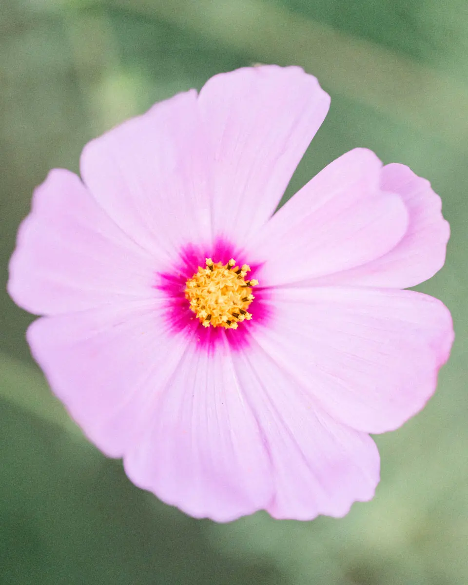 fleurs au parc majolan